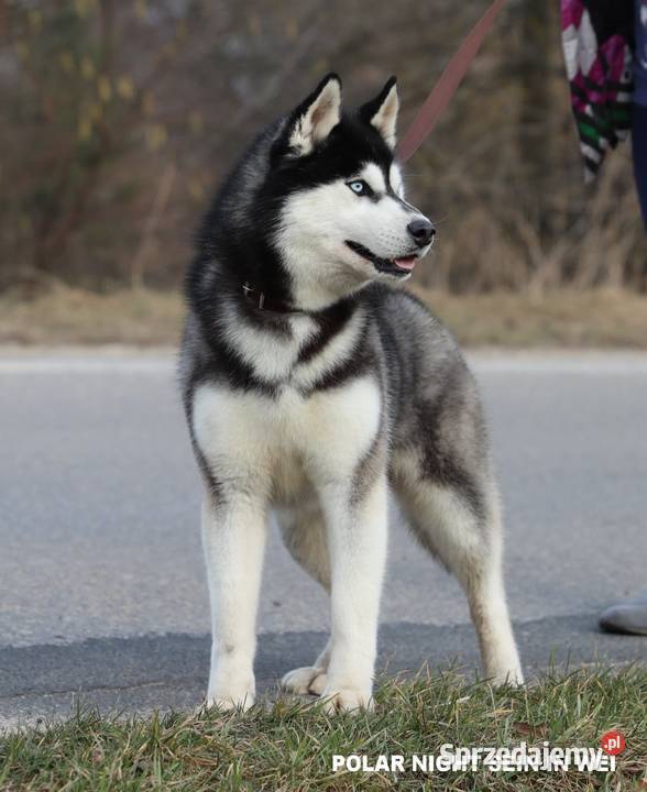 Szczeniak Siberian Husky ZKwPFCI podkarpackie Rzeszów