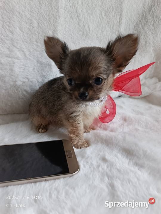 Chihuahua dziewczynka suczka XS dlugowlosa Inowrocław