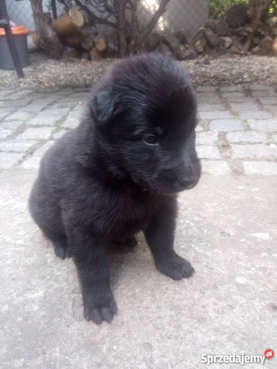 Owczarek Belgijski Groenendael Owczarek Wrocław