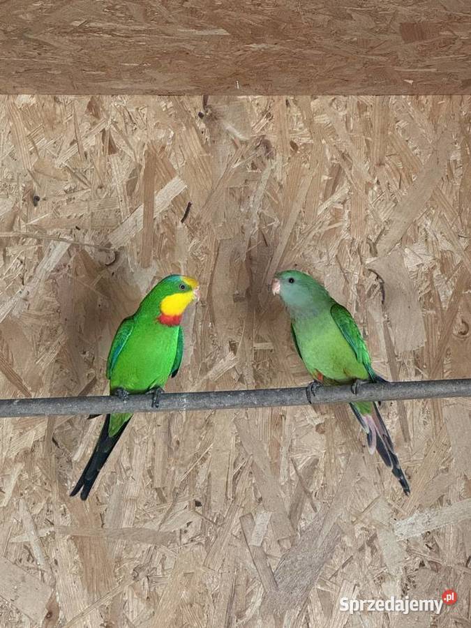 Papugi barabandy Para