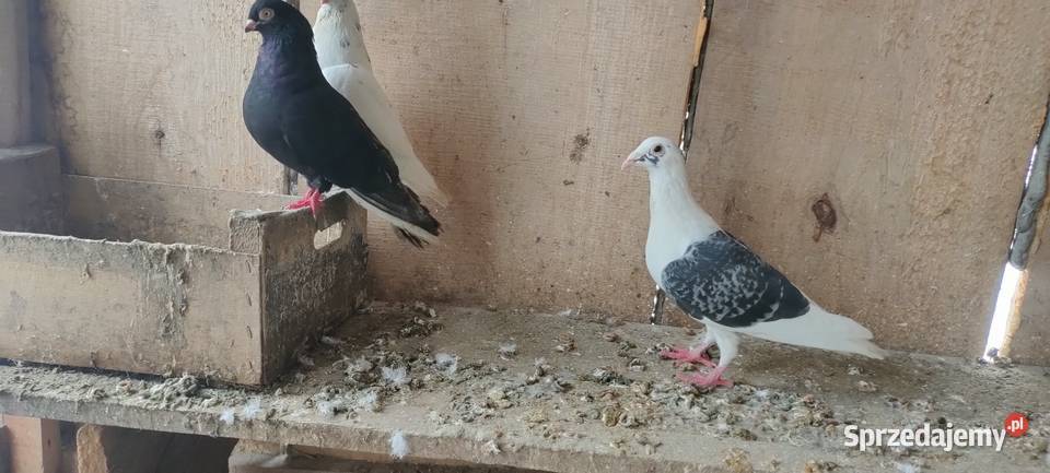 Golembie pocztowe Tokarówka