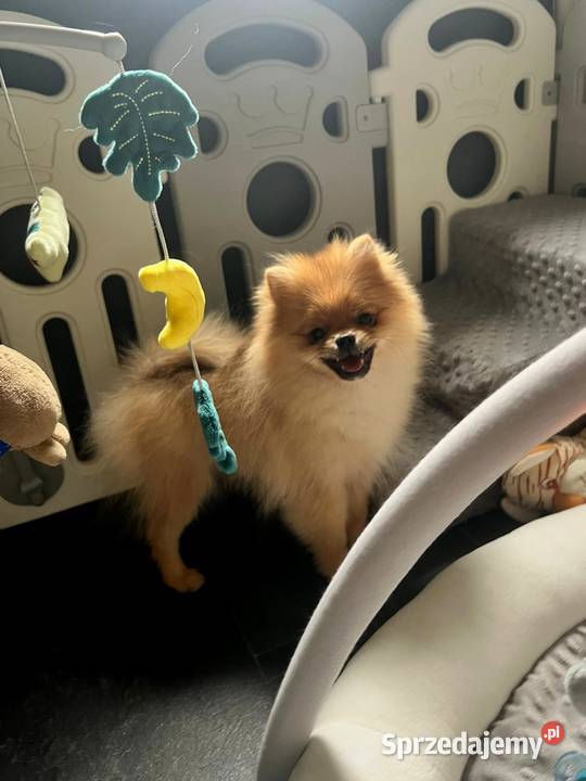 Szpic miniaturowy Pomeranian ORANGE łódzkie Łódź