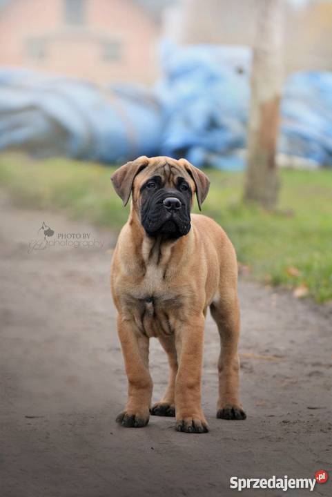 Szczenięta Bullmastiff ZKwP FCI mazowieckie Puszcza