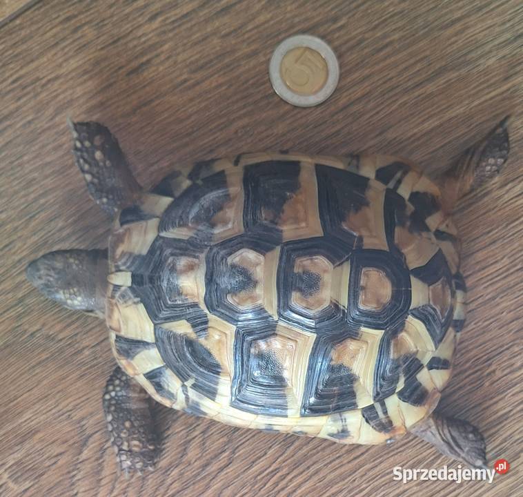 Sprzedam żołwia greckiego 4 letni paszport Myślenice