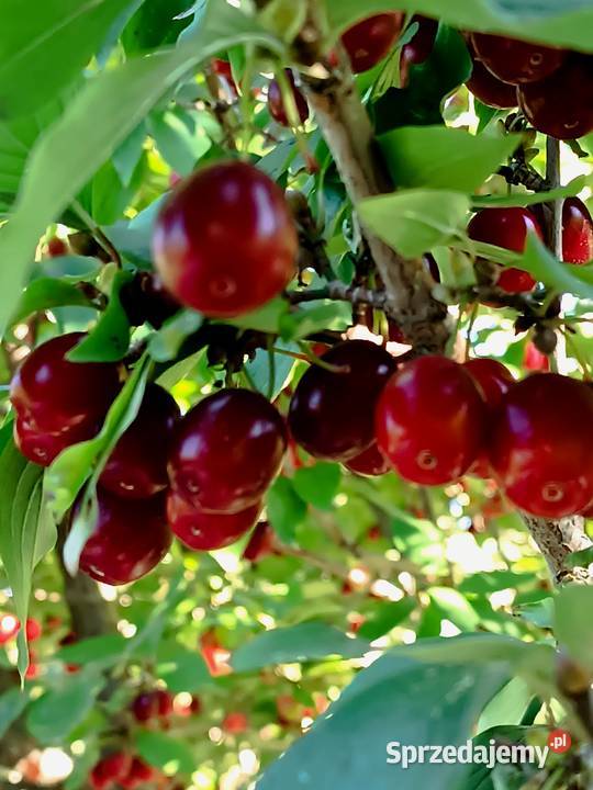 Dereń jadalny naturalny skarb z ogrodu Pozostałe Stryjów