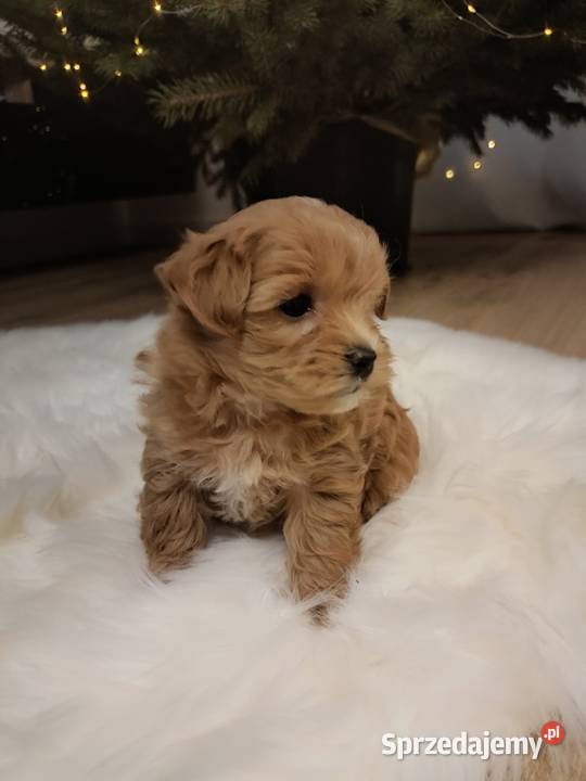Maltipoo szczeniakisuczki Baranów