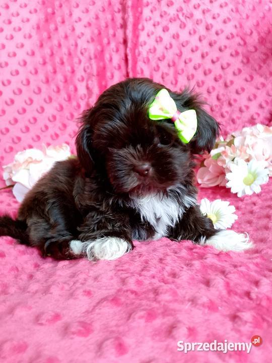 Gotowa do odbioru suczka rasy ShihTzu