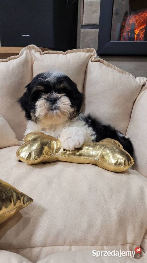 Śliczna suczka shih tzu z wyprawką Kraków