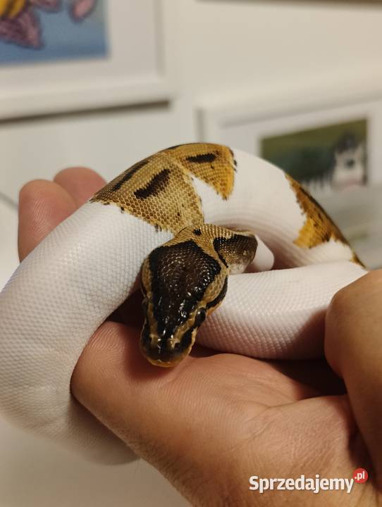 Sprzedam węża samiec pied piebald pyton regius Żelistrzewo