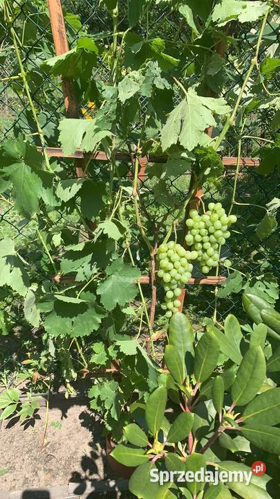 Sadzonki winogrona białe duże smaczne 5 podkarpackie Stalowa Wola