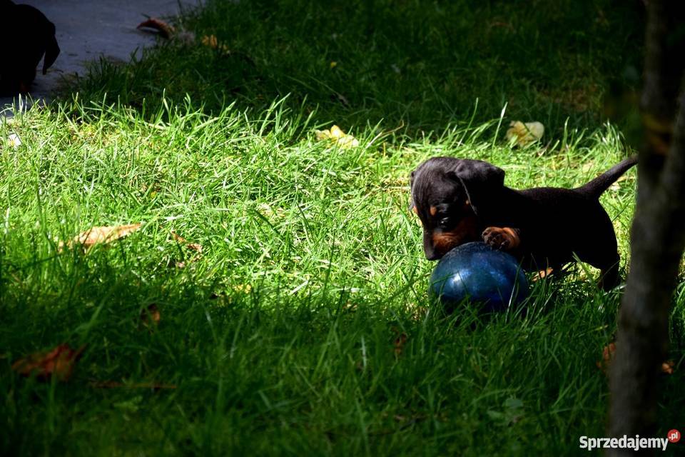 Jamniki Szczeniaki PIĘKNE Jamnik świętokrzyskie Tuczępy