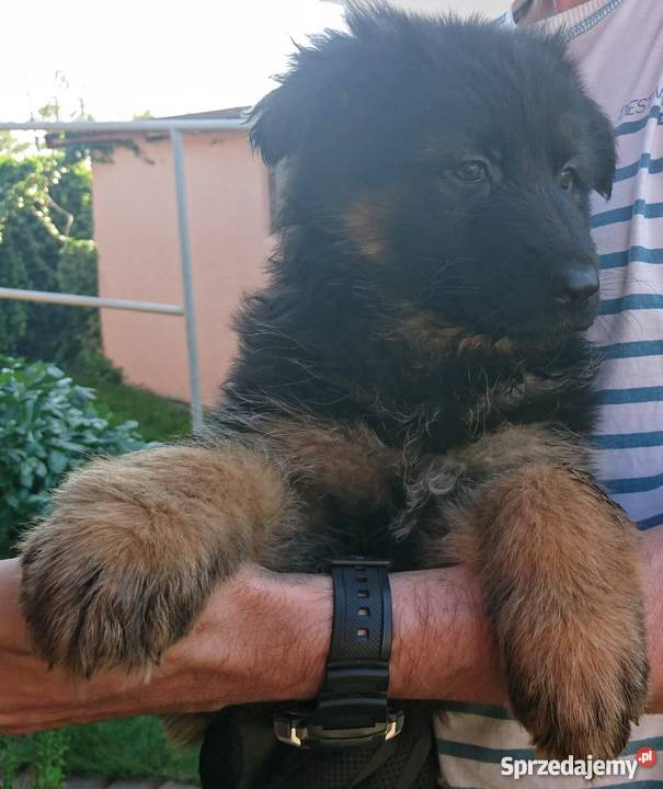 Owczarek niemiecki szczenięta długowłose Zwierzęta Milżyn