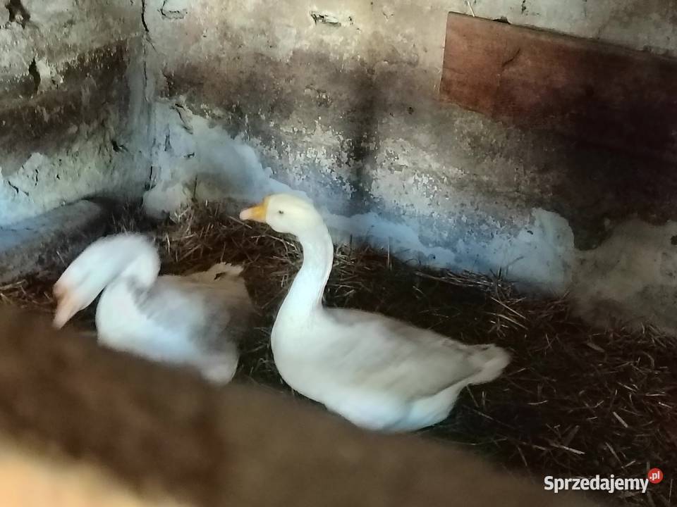 Sprzedam parę gęsi kołudzkich z jajkiem Łaskarzew