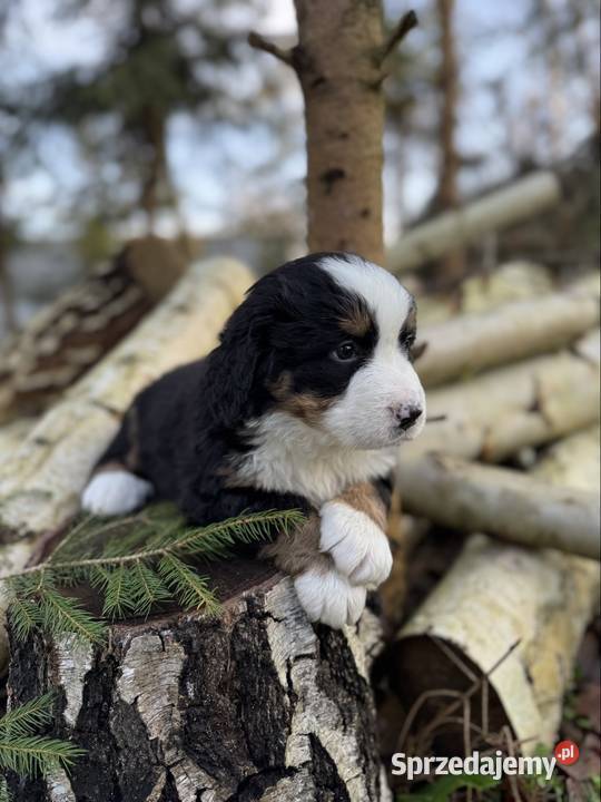 Piękna sunia Berneński Pies Pasterski z Berneński Pies Pasterski