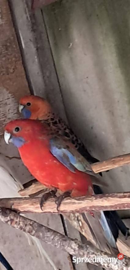 Rozelle Królewskie PARA małopolskie Bochnia