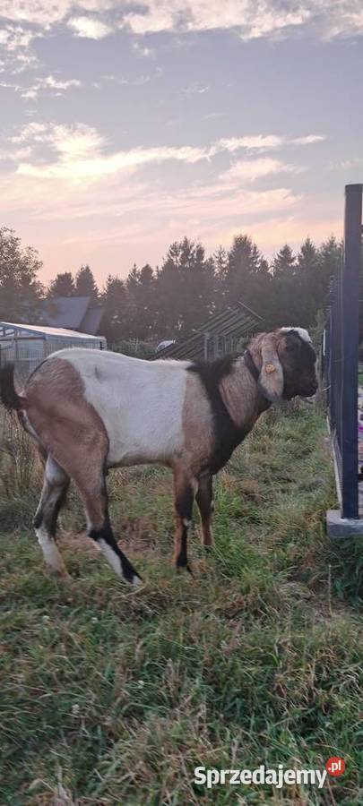 Kozioł 100 AN małopolskie Nowy Sącz
