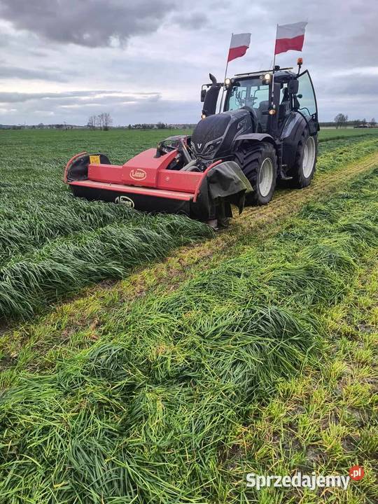 DSV mieszanka Gorzowska poplonowa na słabe gleby Kartuzy