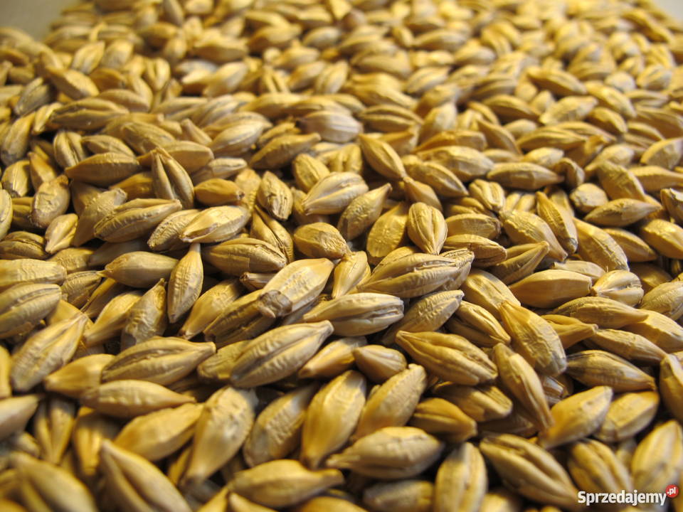 Sprzedam jęczmień jary Soldo małopolskie Miechów