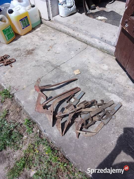 Gęsie stopy Wielgie