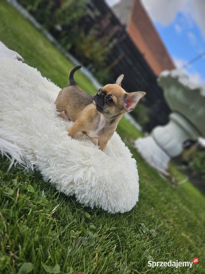 Pieski chihuahua Chihuahua Wrocław sprzedam