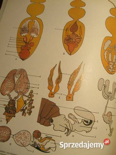 Encyklopedia pszczelarska pszczelarstwo pszczoły Łódź