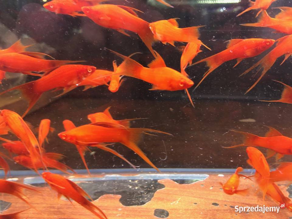 Wiedeński Lira Red Albino mieczyk Justynów