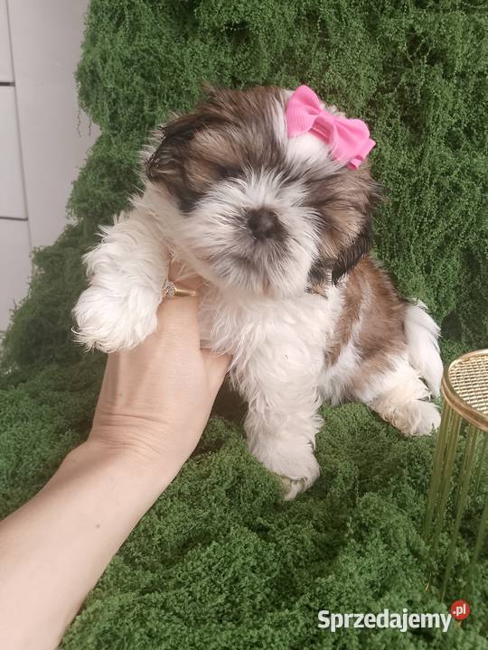Gotowa do odbioru śliczna suczka rasy ShihTzu Kępno sprzedam