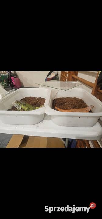 Legwan lime Szczecin