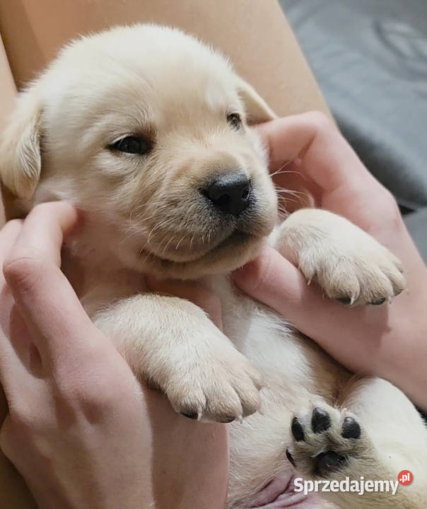 Zkwp FCI Labrador szczeniak BISZKOPTOWY ostatni Myślenice