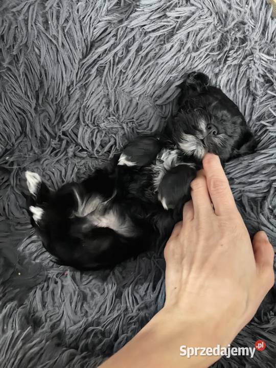 York Black piesek malutki piękny rodowód sprzedam