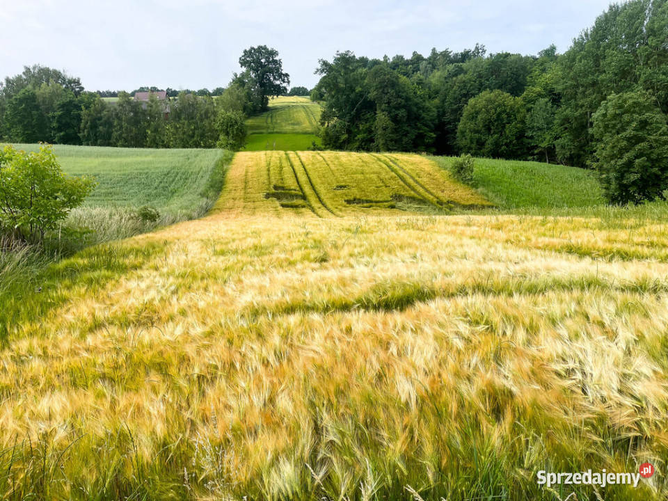 Ustawna działka z WZ 8300m2 Czajęcice