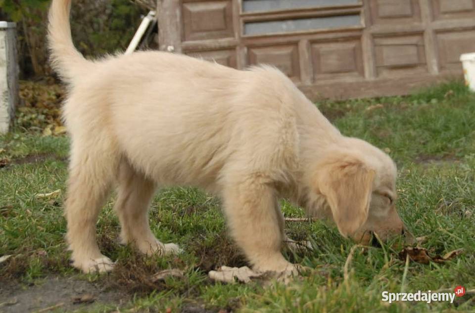 Golden Retriever Kargów