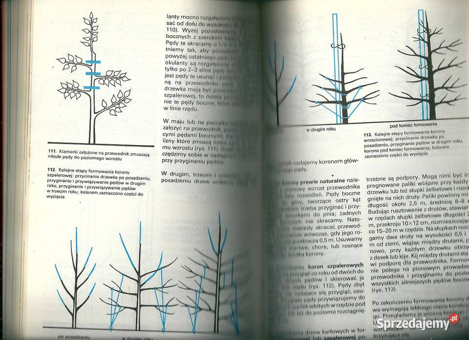 Sadownictwo i szkółkarstwo Podręcznik rolnictwo Łódź