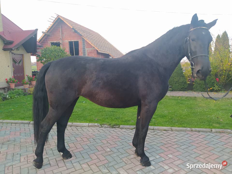 Klacz śląska źrebna Dzwonowice