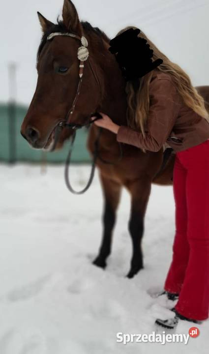 Kuc kucyk koń hucuł Bydgoszcz