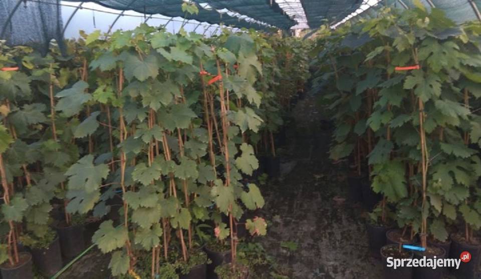 Winogrona sadzonki jasny duży winogron Alieksa Łazy Brzyńskie