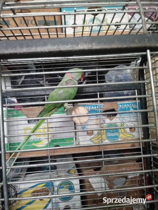 Aleksandretta wielka samiec 23r