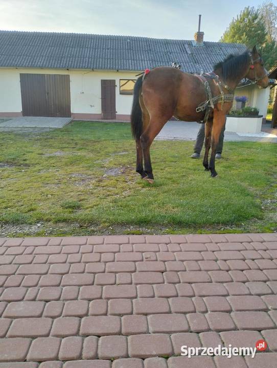 Klacz małopolska Bychawa