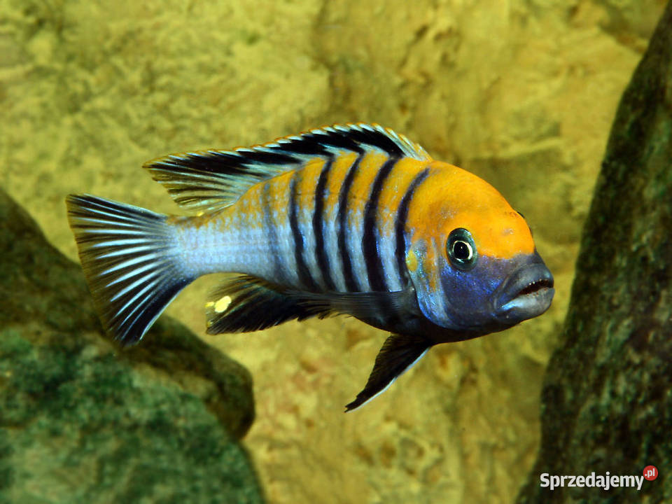 pyszczak Cynotilapia afra Cobue Pyszczak afra
