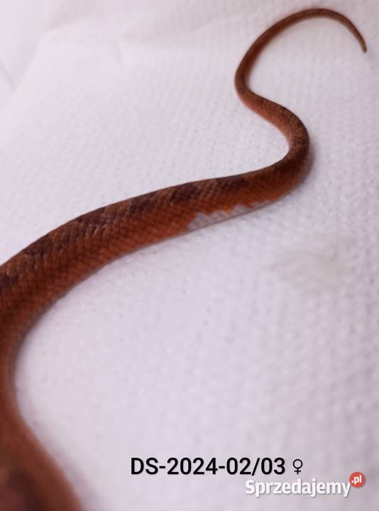 Węże zbożowe Bloodred 66het Amel Hypo Rybnik