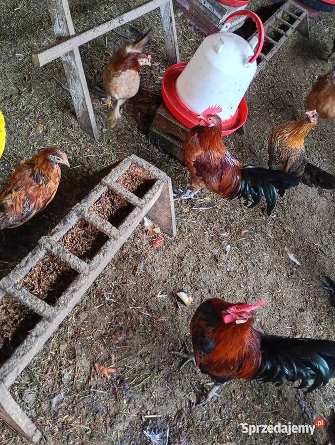 Kurki liliputy Łowicz