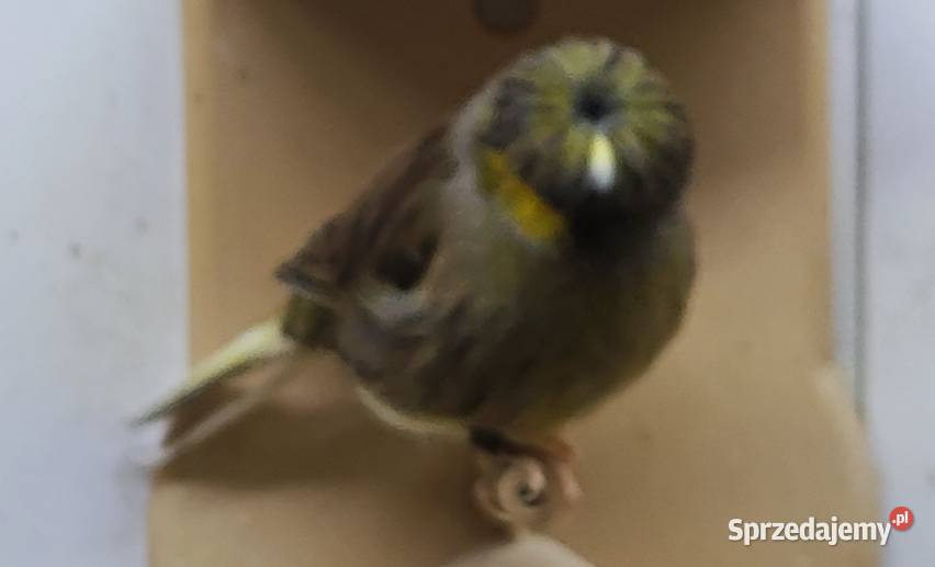 Kanarek kanarki glostery pary