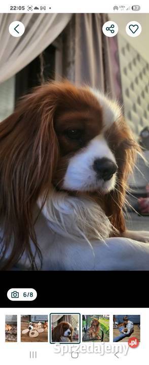 Cavalier king charls spaniel Wolica sprzedam