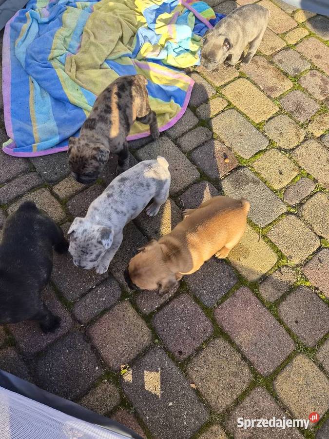 Buldogi francuskie Besko