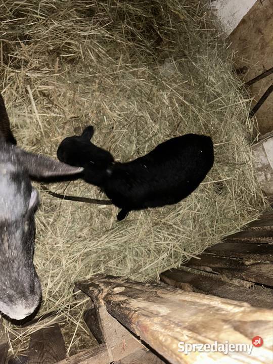 sprzedam owce Niedrzwica Duża