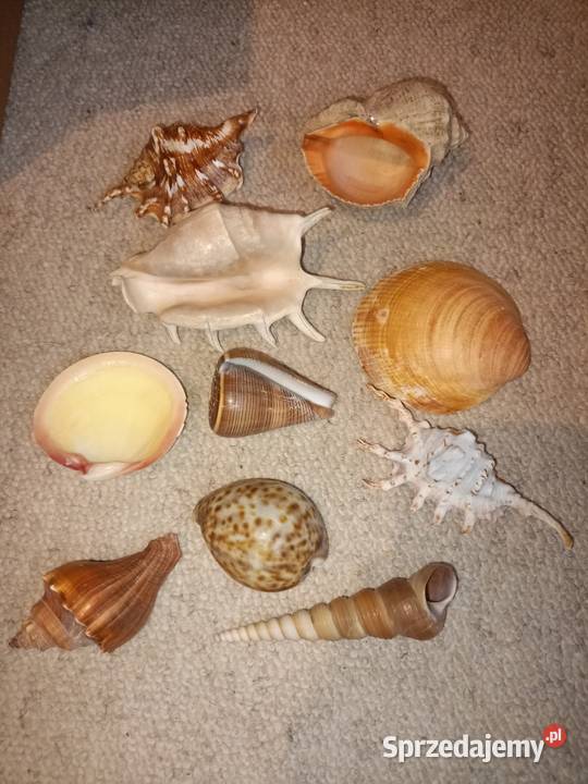 Muszle morskie zestaw 10 sztuk stan akwarium sprzedam
