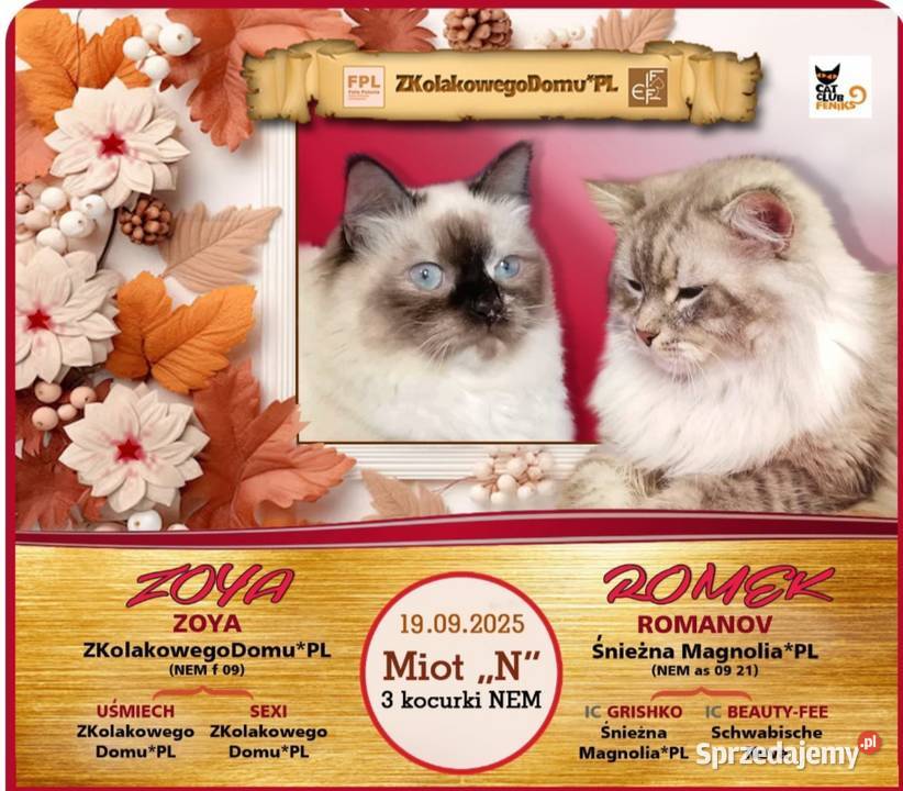 Koty Syberyjskie Neva Masquerade NEMO Kwilcz