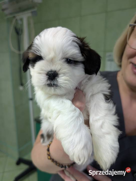 Szczenięta shih tzu z genem blue śląskie Zawiercie sprzedam