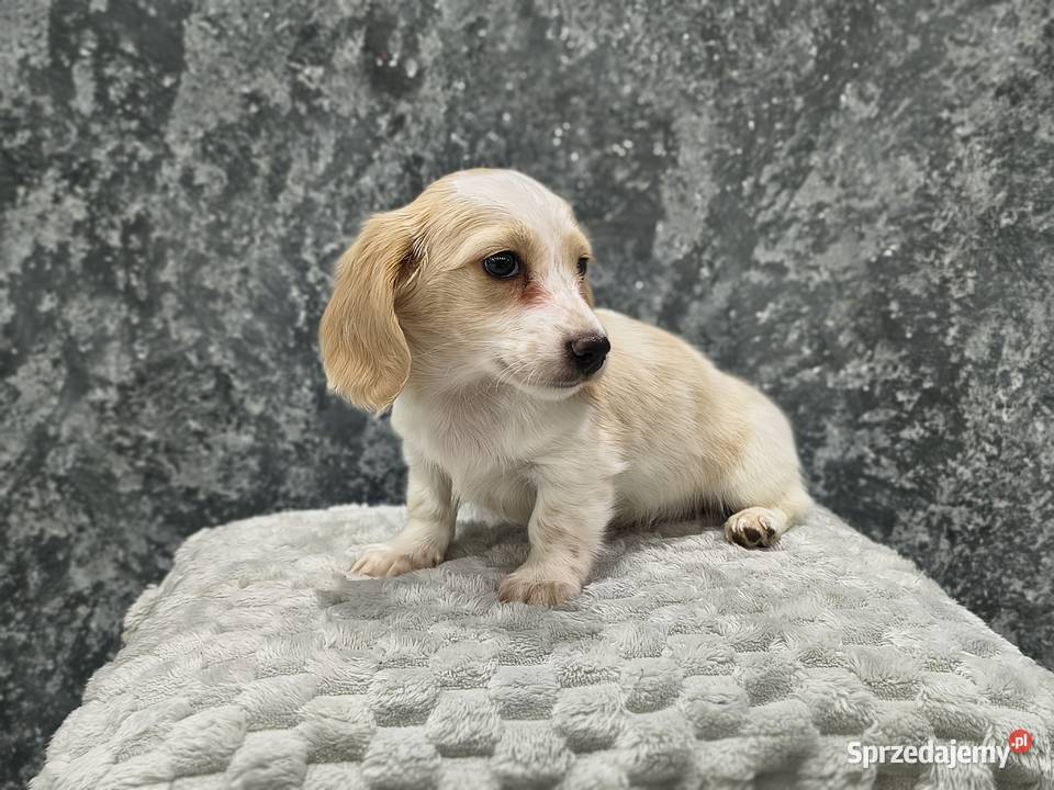 Jamnik długowłosy miniaturowy Dackel dachshund Żychlin sprzedam