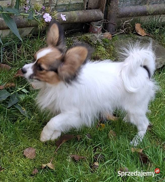 Piesek Papillon FCI ZKwP mazowieckie